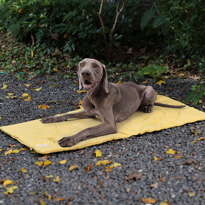 Tappetino per animali domestic - Camping Cot Foldable recensione e prezzo